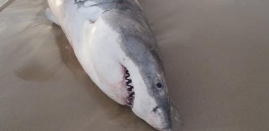 澳洲一头大白鲨吞海狮哽死