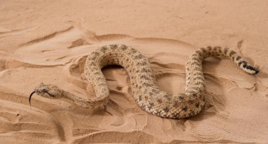 亚特兰大动物园中，一条角响尾蛇在铺满沙子的坡道上。 Photograph by Rob Felt