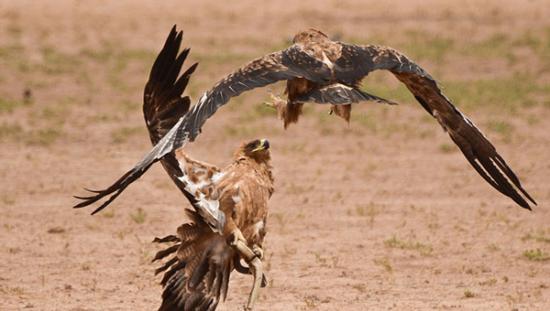 纳米比亚卡拉哈迪国家公园三只鹰争夺一条剧毒眼镜蛇