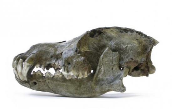 在德国卡瑟尔发现的狗的下颌骨化石