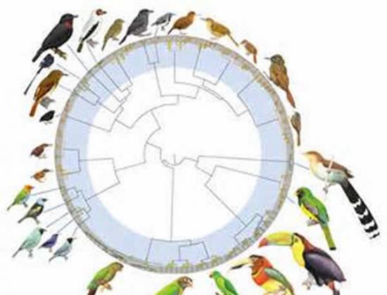 研究发现时间和物种的迁移能力在其进化中扮演更重要的角色