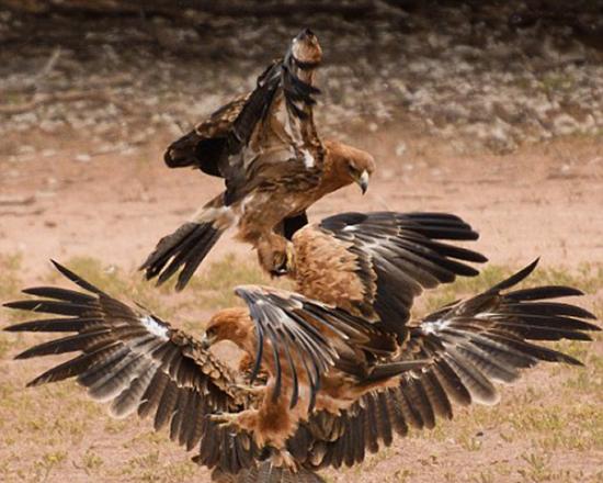 纳米比亚卡拉哈迪国家公园三只鹰争夺一条剧毒眼镜蛇