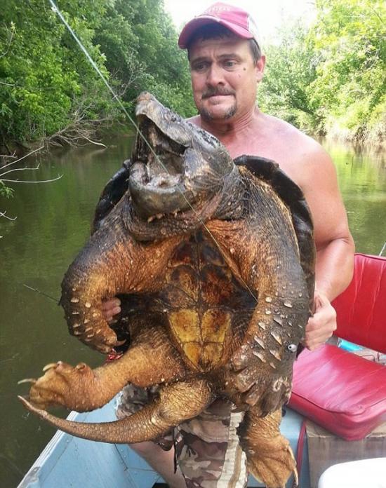 垂钓者戴夫-哈勒尔与一只重达100磅（45.36公斤）的大鳄龟合影，这是12日他在这个湖里捕到的，稍后他又把它放回了水里