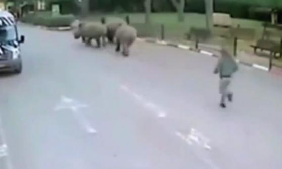 犀牛大刺刺的在道路上奔走，动物园经理一直在追。