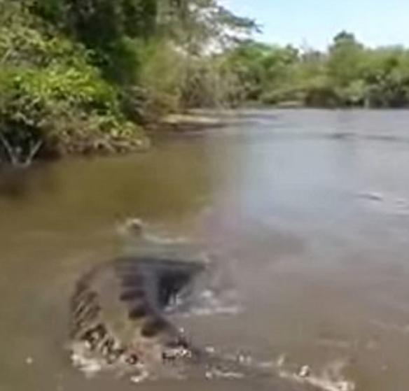 巴西渔民河中遇到“大肚巨蟒”强拉尾巴拖行