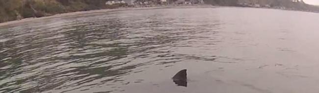 美国加州男子划橡皮艇出游时遇到大白鲨虎视眈眈地围绕在船边