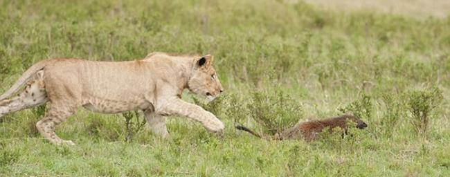 肯尼亚马赛马拉国家保护区小鼬鼠呛爆4只大狮子