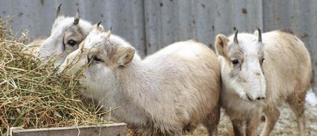 哈萨克斯坦卡拉干达州一名警察涉嫌非法射杀濒临灭绝动物“赛加羚羊”