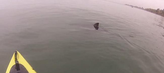 美国加州男子划橡皮艇出游时遇到大白鲨虎视眈眈地围绕在船边