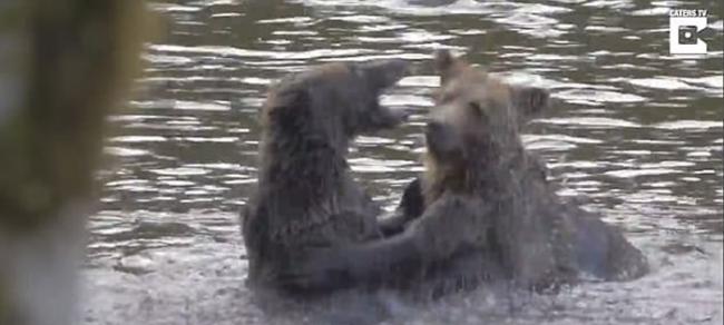 加拿大卑诗省小灰熊打斗 熊妈妈现身调停