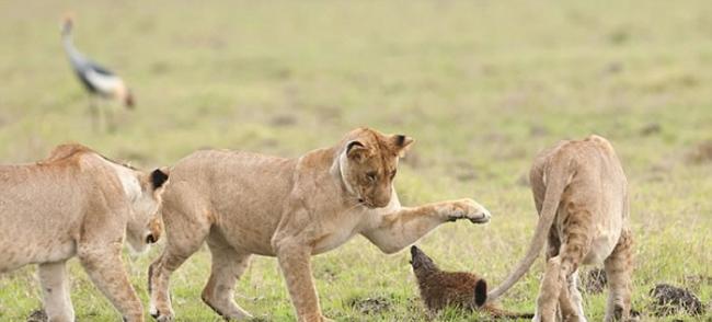 肯尼亚马赛马拉国家保护区小鼬鼠呛爆4只大狮子