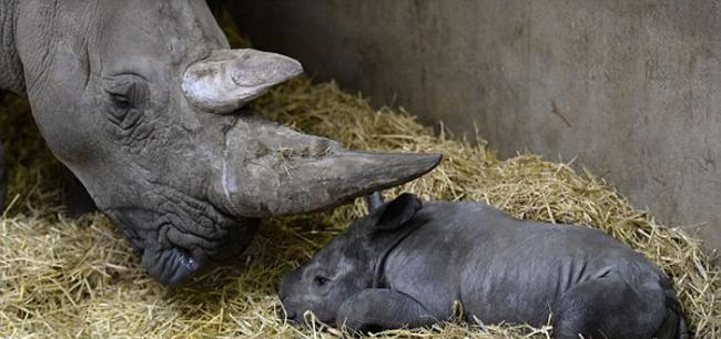 是诺斯利野生动物园繁殖的第19头白犀牛