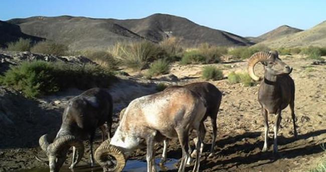 图为近期拍摄到的国家Ⅱ级重点保护动物盘羊。安西自然保护区管理局供图