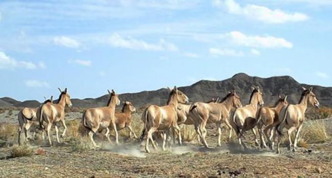 图为近期拍摄到的国际濒危物种蒙古野驴群。安西自然保护区管理局供图