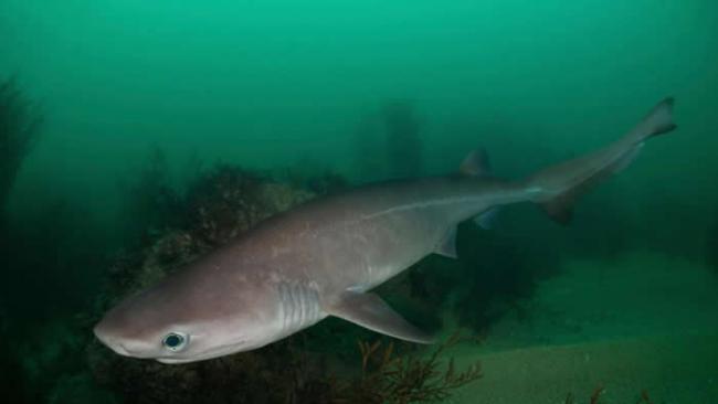 灰六腮鲨（bluntnose sixgill shark, Hexanchus griseus）是被国际自然保育联盟（International Union f
