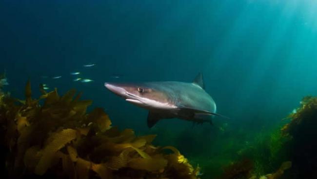 翅鲨（soupfin shark, Galeorhinus galeus）遭猎捕的原因既是为了它们的鳍，也是为了它们的肝油。这些成长缓慢的鲨鱼遭到过度捞捕，也使
