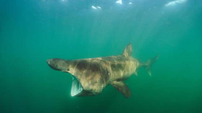 姥鲨（basking shark, Cetorhinus maximus）在大部分栖地都受到猎捕，为的就是它们富含油脂的肝脏。这类鲨鱼的肝脏重量可达体重的25%