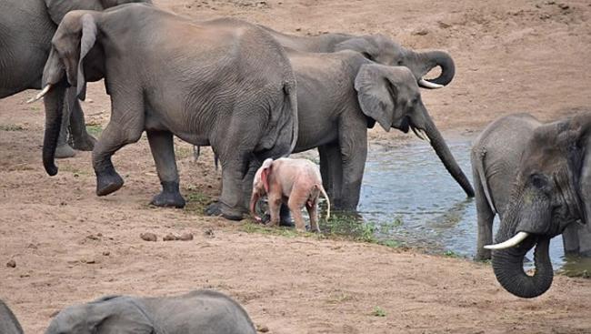 南非克鲁格国家公园发现一只粉红色的大象宝宝