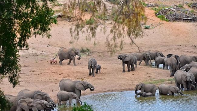 南非克鲁格国家公园发现一只粉红色的大象宝宝