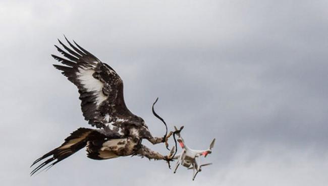 法国空军训练老鹰专门猎捕无人机