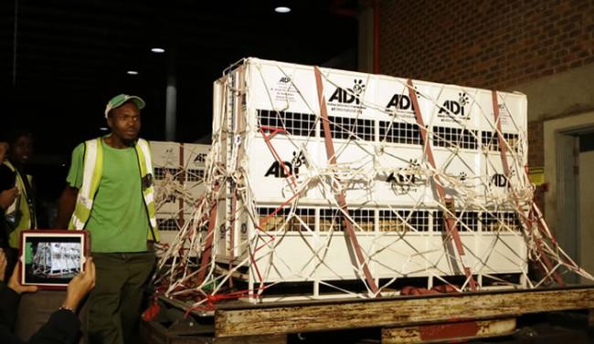 国际动保协会把在秘鲁和哥伦比亚拯救出33头马戏团狮子空运送到南非
