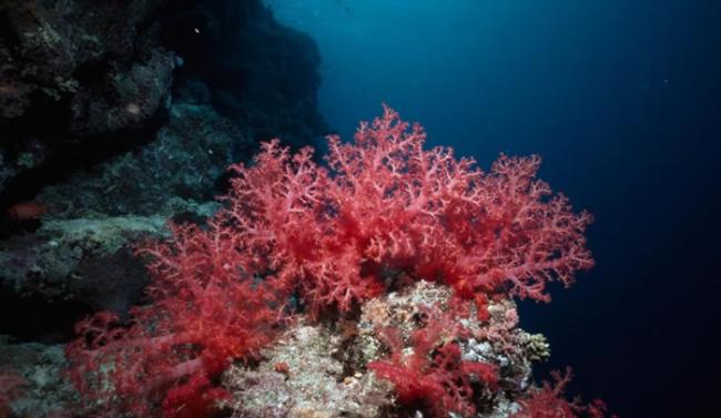 哈德说：「目睹集体珊瑚产卵，是永生难忘的经验。」PHOTOGRAPH BY NICK CALOYIANIS, NATIONAL GEOGRAPHIC