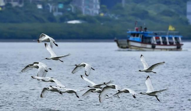 全球濒危鸟种“黑面琵鹭”现身台湾新北市八里海岸