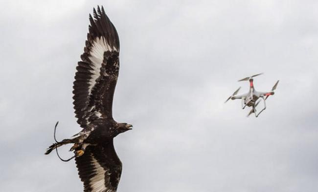 法国空军训练老鹰专门猎捕无人机
