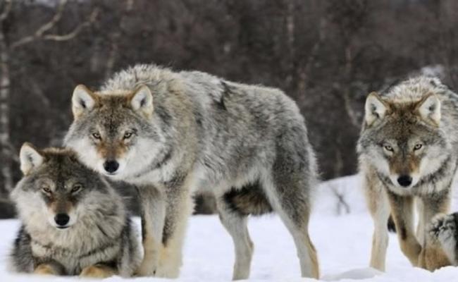 挪威政府批准大量猎杀野狼。