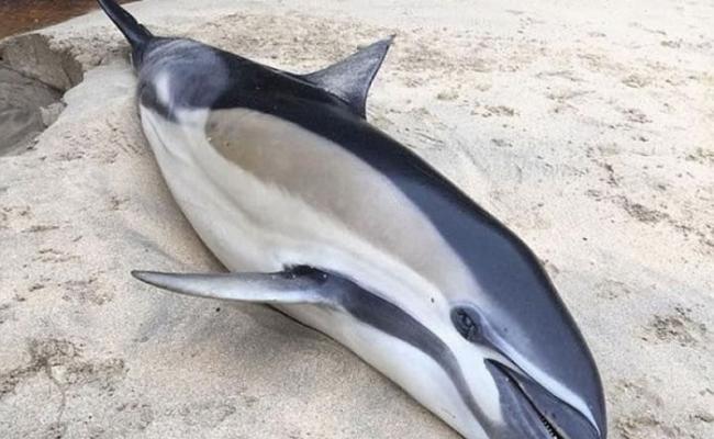 英国康沃尔郡发现死亡海豚的数逐年上升。