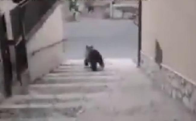 棕熊从楼梯跑落大街，部分民众见状立即大叫跑走。