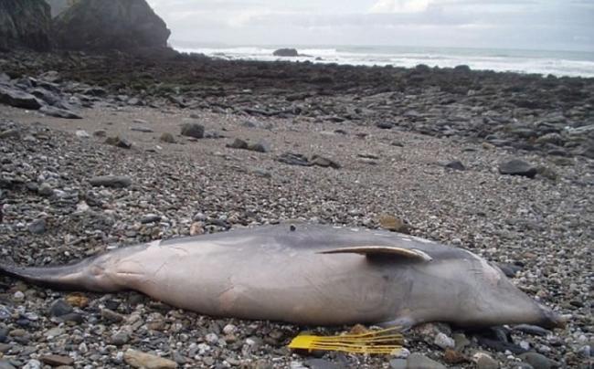 多条海豚尸体被冲上英国西边海岸。
