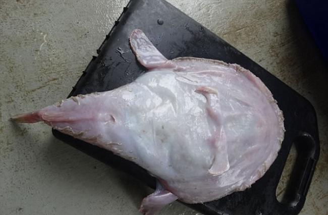 澳大利亚渔民发现奇怪深海生物“琵琶鱼”