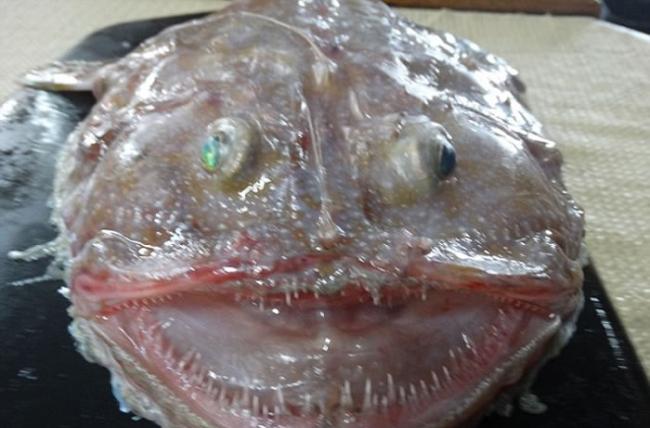 澳大利亚渔民发现奇怪深海生物“琵琶鱼”