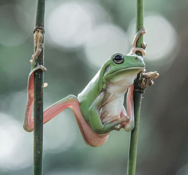 照片中这只青蛙四只脚分别黏在两条竹竿上