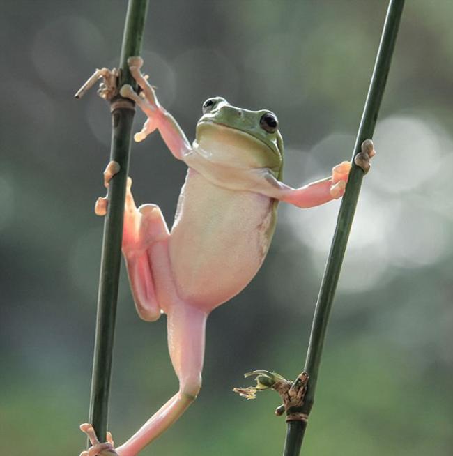 印尼摄影爱好者拍摄到“体操王子”小青蛙