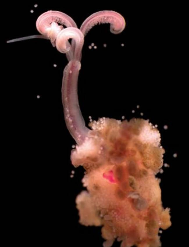 公食骨蠕虫（虫属）体型比母的还要小很多，因此一度被研究者误认是精子。 PHOTOGRAPH BY THE NATURAL HISTORY MUSEUM, ALA