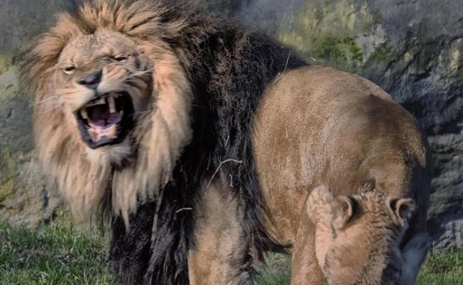 小狮子咬父亲的屁股，父亲立即咆哮警告。