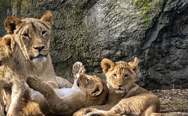 3只小狮子与母亲待在一起