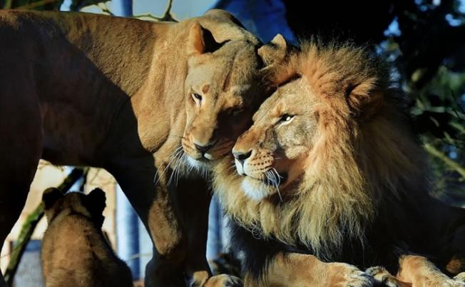 狮子一家住在西雅图动物园