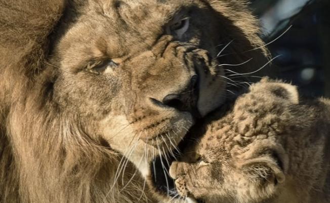 小狮子与父亲感情要好