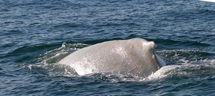 新西兰外海发现白化座头鲸米格鲁Migaloo身影