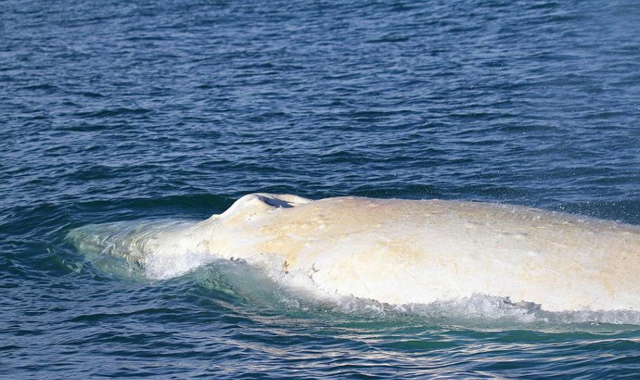 新西兰外海发现白化座头鲸米格鲁Migaloo身影
