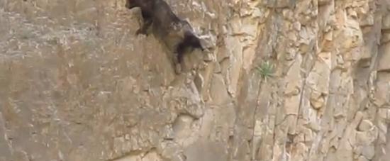 一大一小的黑熊在峭壁上攀爬，险象横生。