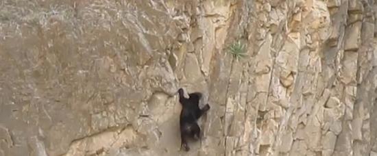 小熊努力往上爬，但经常找不到“落脚点”。