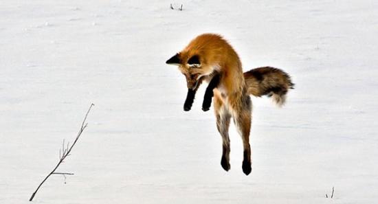 狐狸在冰天雪地中捕食的有趣场景