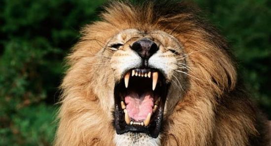 南非研究团队意外发现“猫爱滋”在狮群间流行