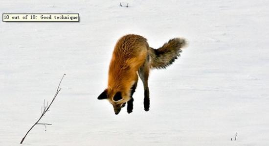 狐狸在冰天雪地中捕食的有趣场景