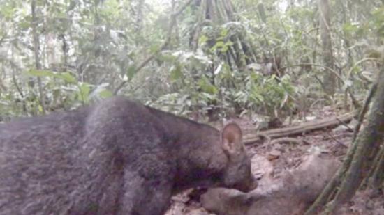 亚马逊森林最难找到的动物“小耳犬”终于在秘鲁被拍到