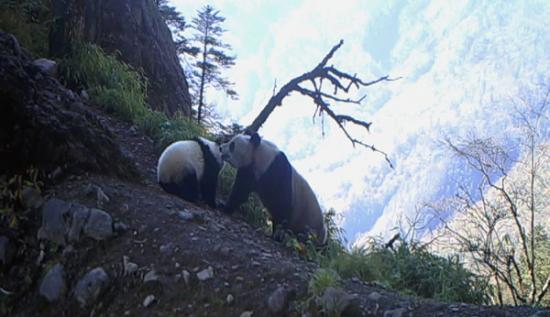 四川鞍子河自然保护区的红外相机拍摄到一组野生大熊猫母子照片